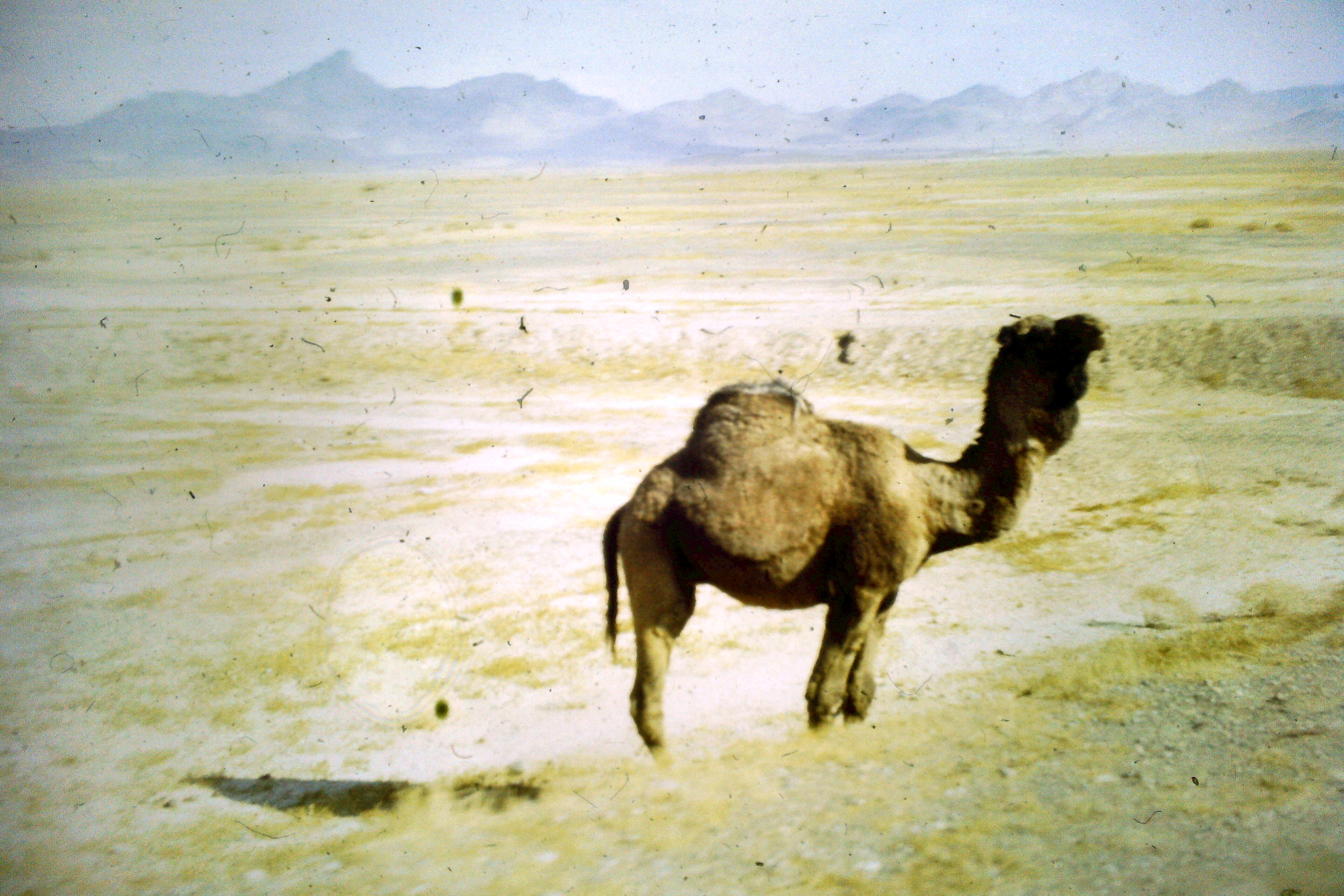 Kamel